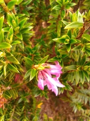 Arcytophyllum setosum