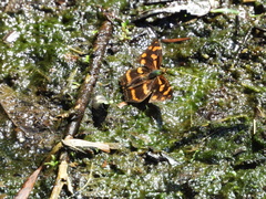 Symbrenthia lilaea formosanus