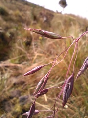 Festuca procera