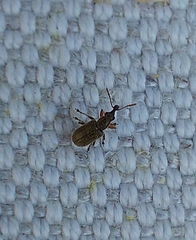 Cimberis attelaboides