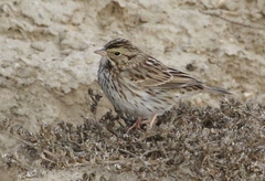 Passerculus sandwichensis beldingi