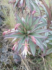 Siphocampylus vatkeanus