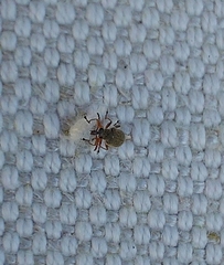 Cimberis attelaboides