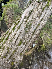 Salix × fragilis vitellina