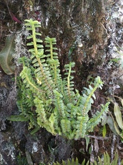 Fernandezia crystallina