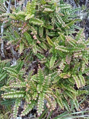 Weinmannia reticulata