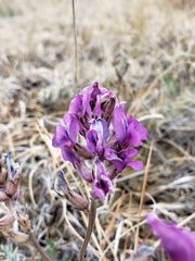 Oxytropis besseyi