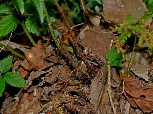 Image of Polystichum luctuosum by (c) Jacy Chen, some rights reserved (CC BY)