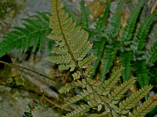 Image of Polystichum luctuosum by (c) Jacy Chen, some rights reserved (CC BY)