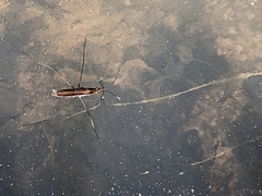 Limnoporus rufoscutellatus