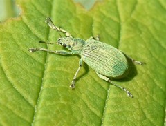 Polydrusus planifrons