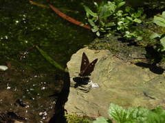 Seseria formosana