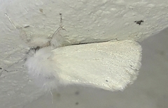 Euproctis chrysorrhoea