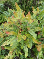 Weinmannia reticulata