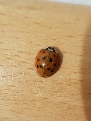 Harmonia axyridis