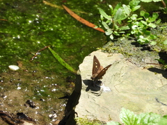 Seseria formosana