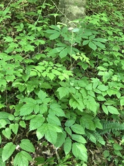 Astilbe biternata
