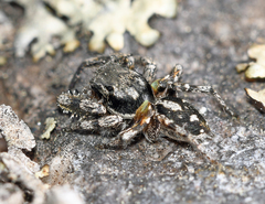 Habronattus sabulosus