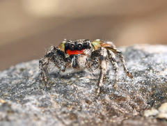 Habronattus sabulosus