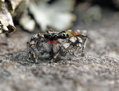 Habronattus sabulosus