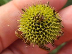 Borrichia frutescens image