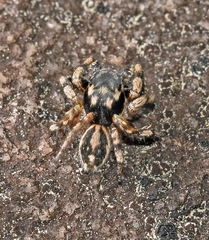 Habronattus sabulosus