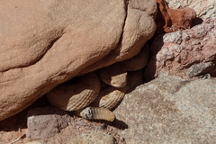 Crotalus oreganus concolor
