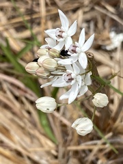 Asclepias feayi image
