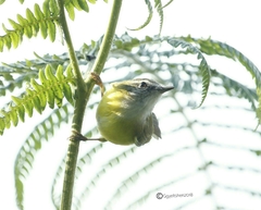 Abroscopus superciliaris
