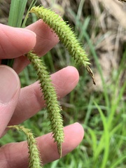 Carex mitchelliana