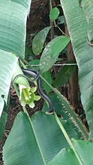 Chironius grandisquamis