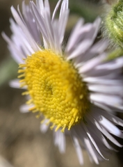 Erigeron pumilus intermedius