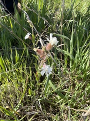 Silene latifolia