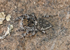 Habronattus sabulosus