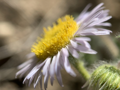 Erigeron pumilus intermedius