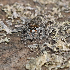Habronattus sabulosus