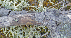 Habronattus sabulosus