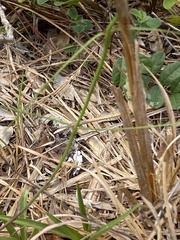 Asclepias feayi image
