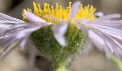 Erigeron pumilus intermedius