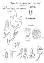 Erica aestiva