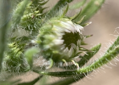 Erigeron pumilus intermedius