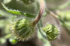 Erigeron pumilus intermedius