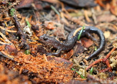 Plethodon nettingi