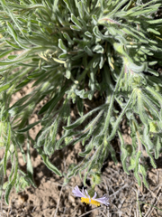 Erigeron pumilus intermedius