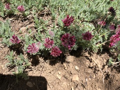 Anthyllis vulneraria rubriflora