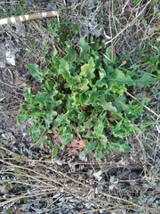 Rumex confertus