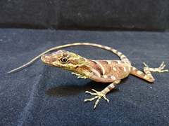 Anolis anoriensis