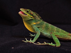 Anolis danieli
