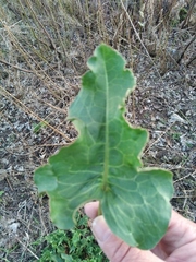 Rumex confertus