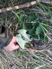 Arctium tomentosum